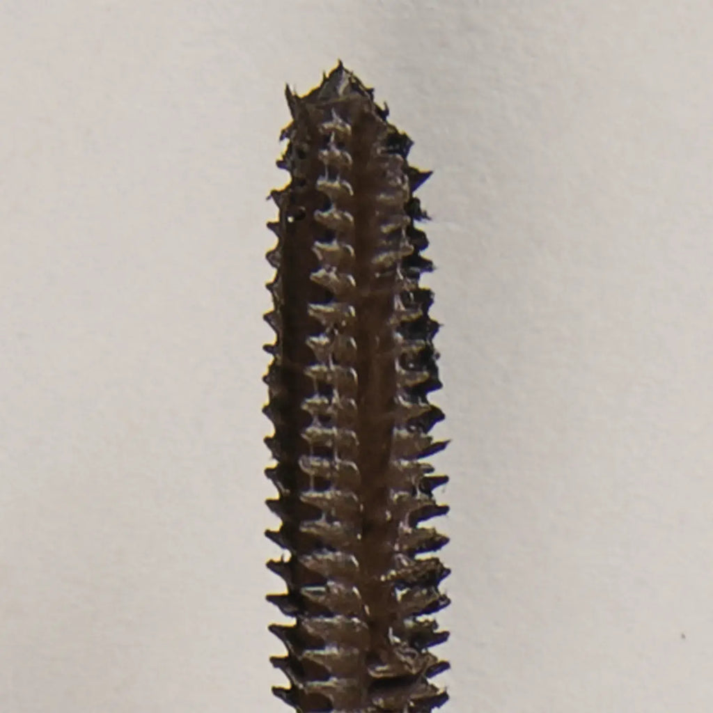 Infinilash Mascara - Brown