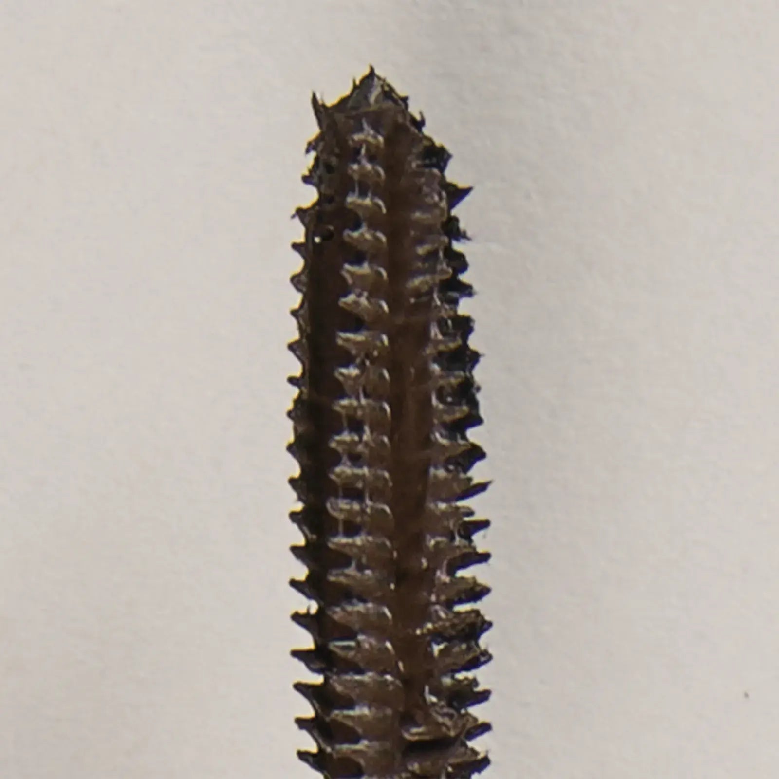 Infinilash Mascara - Brown